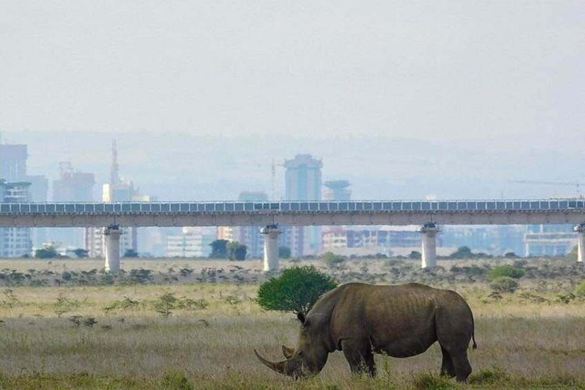 1-Day Karen Blixen Museum, Baby Elephant, Giraffe Center, Nairobi National Park