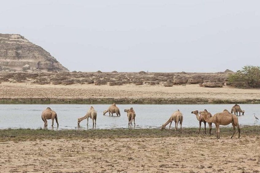 A group of camels by a water body in a desert landscape. 3