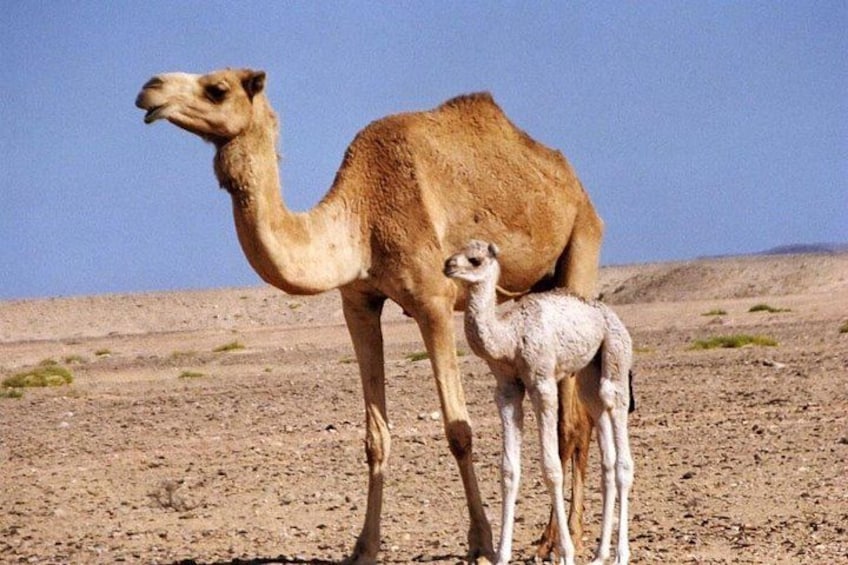 Un cammello con il suo cucciolo in un paesaggio desertico. 5