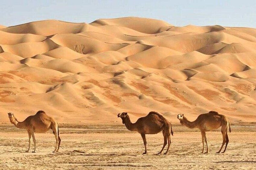 Tre cammelli in piedi in un deserto con dune di sabbia sullo sfondo. 2