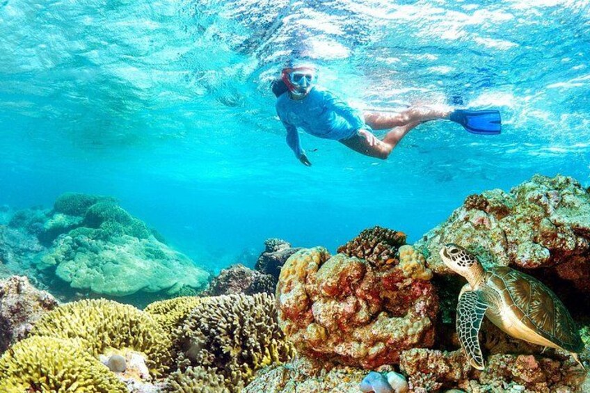 Un buzo nada bajo el agua cerca de un arrecife de coral con una tortuga marina. 2