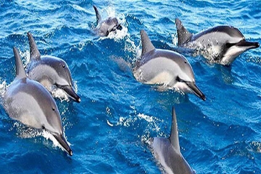 Delfines nadando en el océano. 5