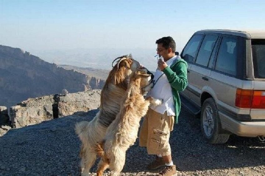 Oman day tours , Nizwa and Jabl Shams 5