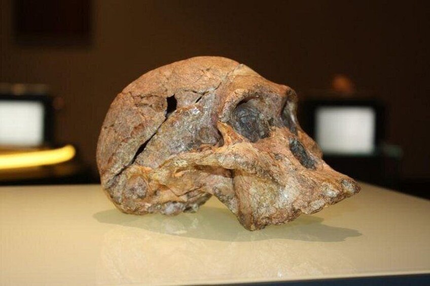 Un teschio fossilizzato esposto. 1