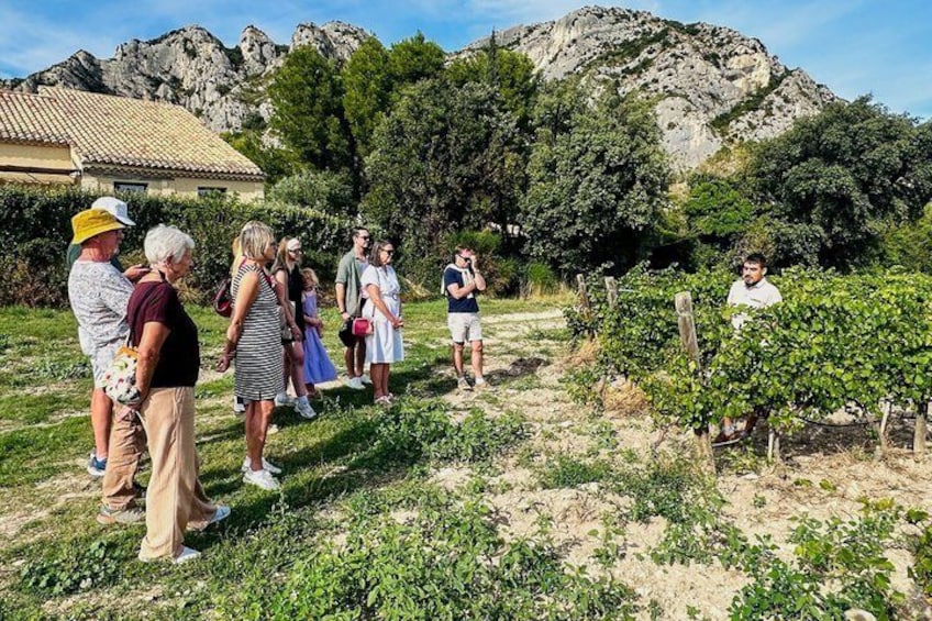 Aix-en-Provence - Mt Sainte Victoire wines in search of Cézanne 5