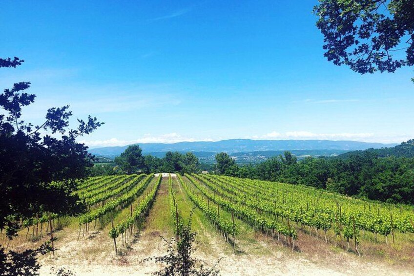 Vineyards, Gastronomy - the best of food & wine in Provence 5