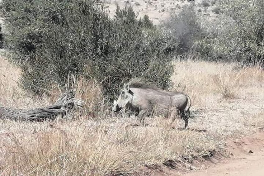Pilanesberg Safari Open vehicle game Full Day 4