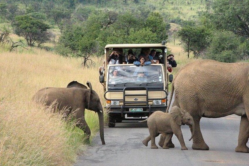 A safari vehicle with passengers observing elephants on a road. 1