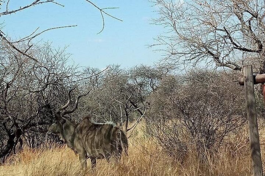 Pilanesberg Safari Open vehicle game Full Day 5