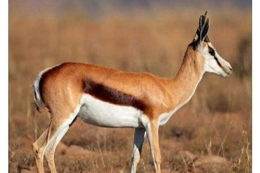 Pilanesberg Safari Open vehicle game Full Day 2