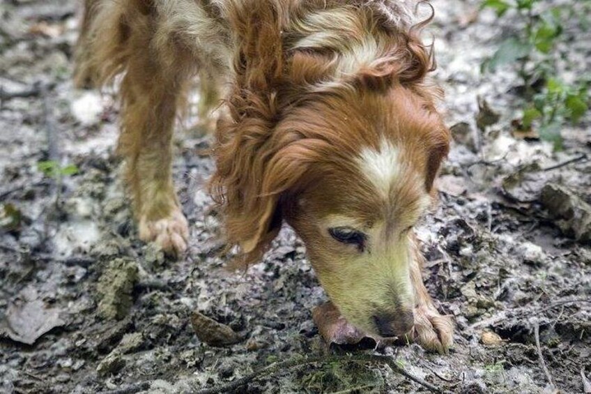 Truffle hunt and Barolo wine tasting 4