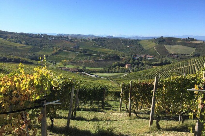 Truffle hunt and Barolo wine tasting 2