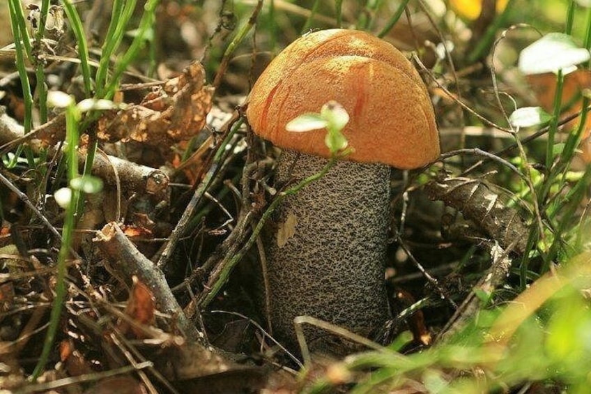 Un hongo con un sombrero marrón y un tallo texturizado en un área cubierta de hierba. 3
