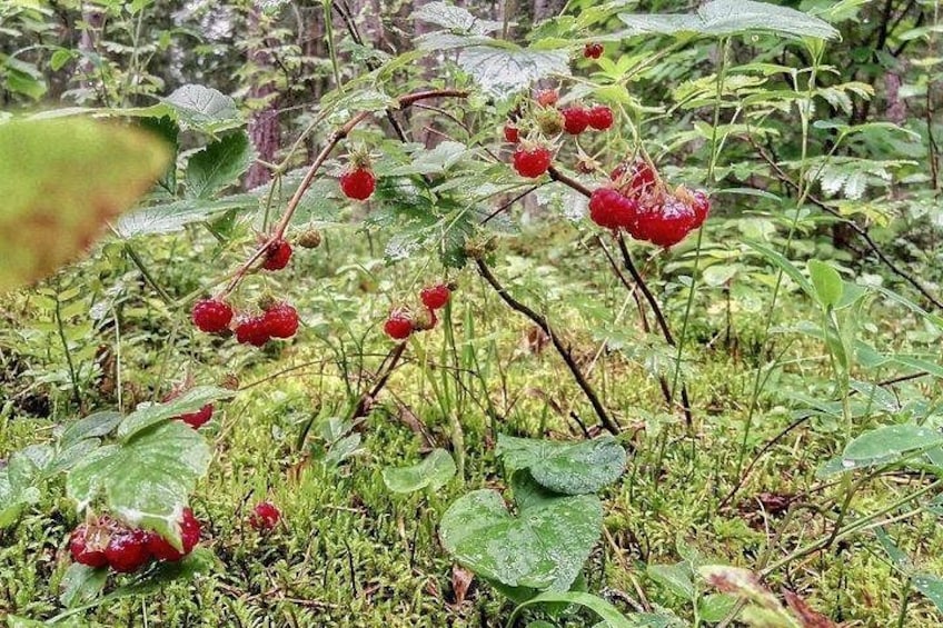 Una planta con bayas rojas y hojas verdes en un entorno natural. 4