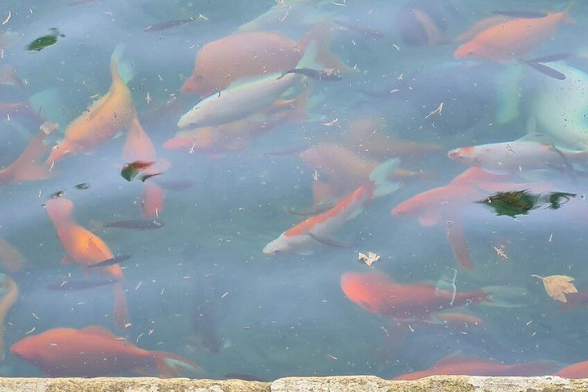Diversidad de peces nadando en un cuerpo de agua. 5