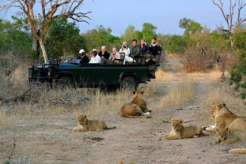 Een safarivoertuig met passagiers die leeuwen zien rusten. 2