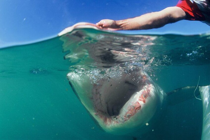 Une personne nageant sous l’eau en compagnie d’un grand requin. 3