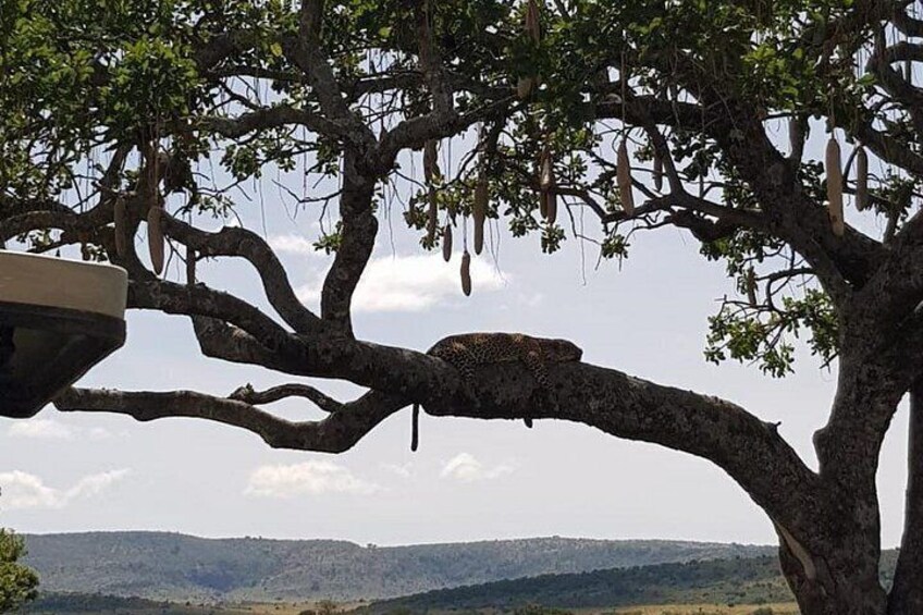 Un árbol con frutos colgantes y un pájaro posado en una rama. 3