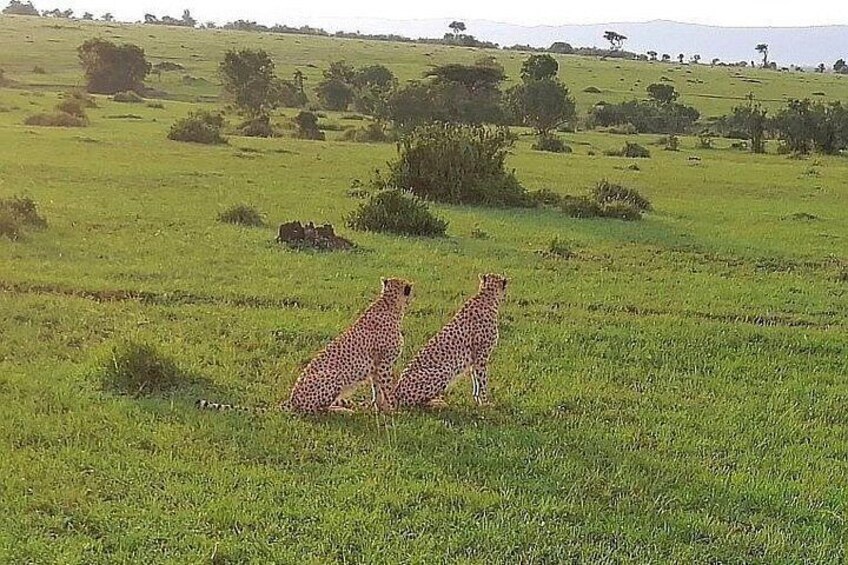 Dos guepardos en una sabana herbosa con árboles dispersos y colinas al fondo. 2