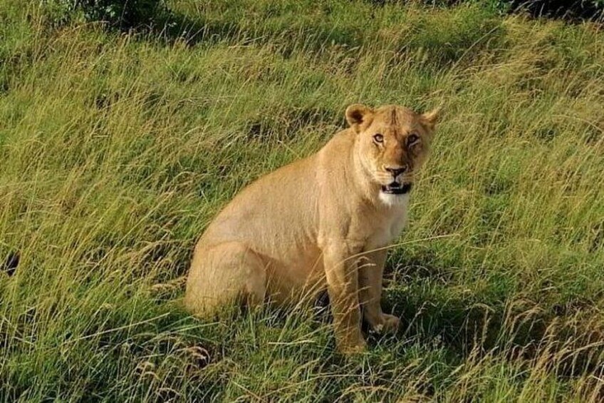 Un lion est assis dans l’herbe haute. 1