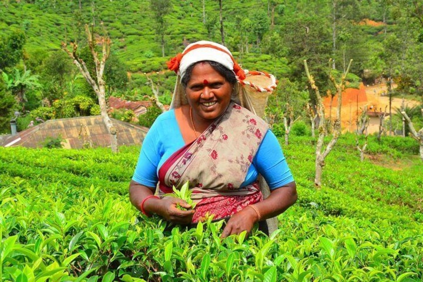 A person in a field of green tea plants. 1