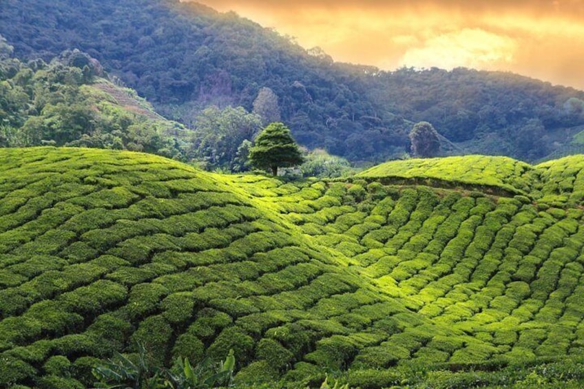 Terraced tea plantations with lush greenery and a single tree in the center. 4