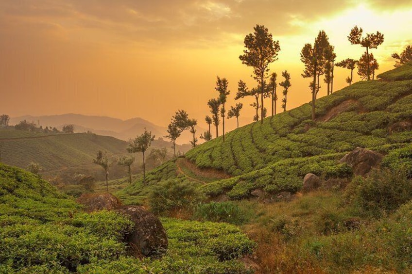 A hilly landscape with tea plantations and scattered trees. 5
