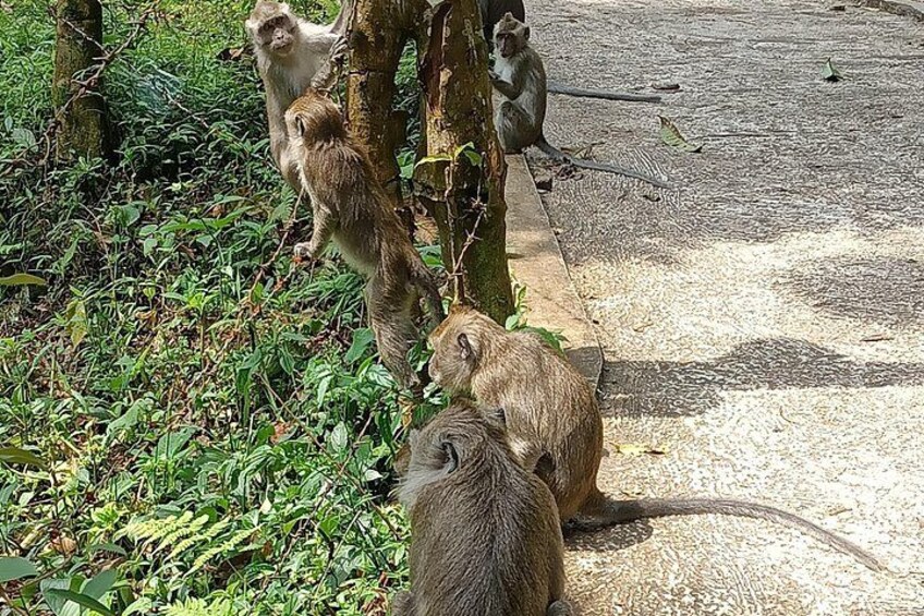 Monkeys climbing and sitting on a tree and a stone path. 2