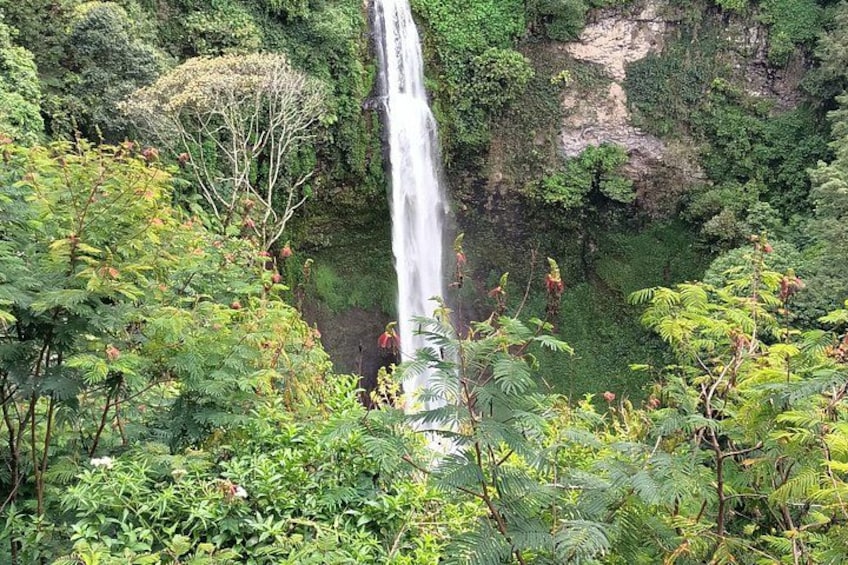 A waterfall surrounded by dense green foliage. 1