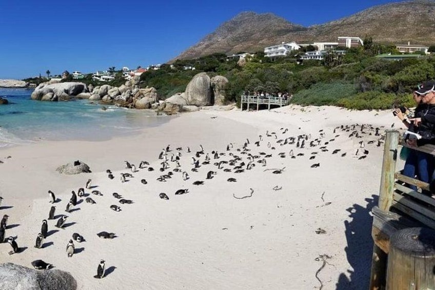 Una spiaggia con pinguini, una recinzione di legno e case sullo sfondo. 4