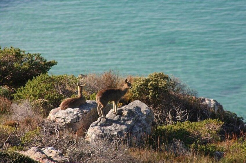 Klipspringers in Cape of Good Hope National Park. 3