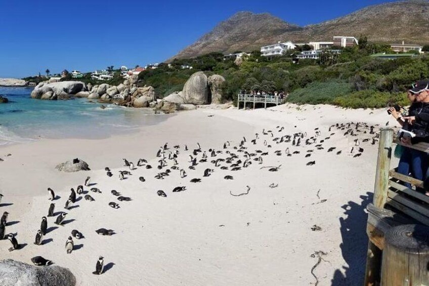 African Penguin colony at Boulders Beach. 