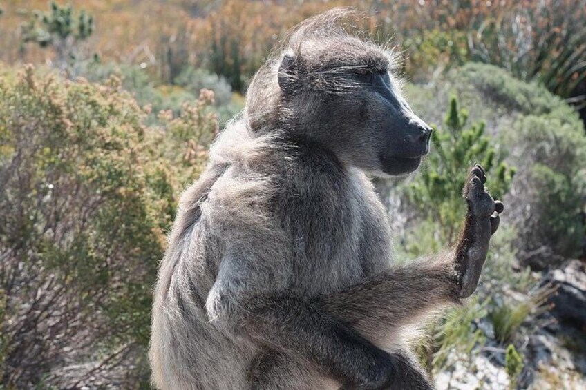 Baboon at Cape Point 2