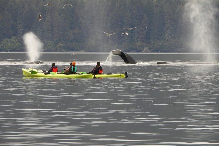 Kayak Tours 5