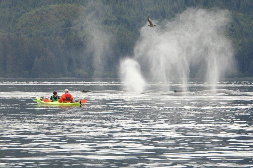 Kayak Tours 3