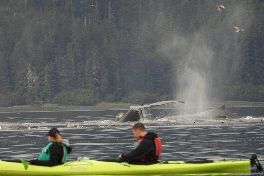 Un'orca che emerge dall'acqua, persone in kayak e una costa boscosa. 5