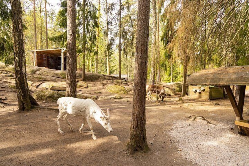 Northern Elegance: Private Reindeer Safari & Fireside Picnic***** 4