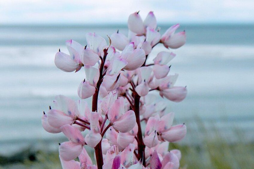 A pink flowering plant with a blurred ocean background. 5