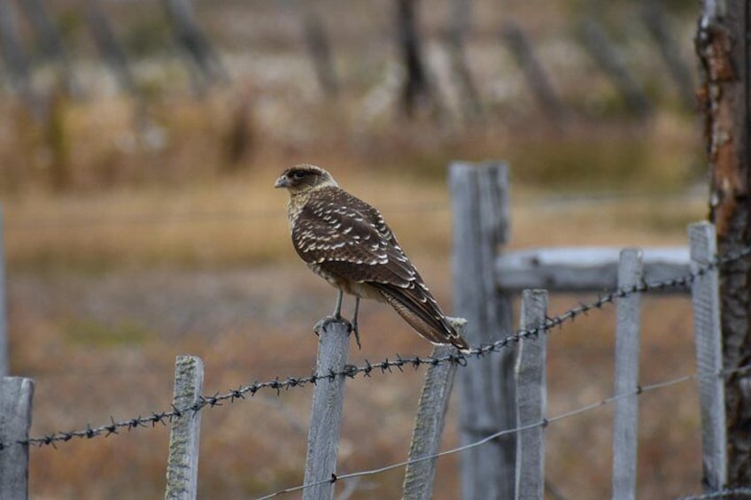 A bird perched on a barbed wire fence in a natural setting. 3