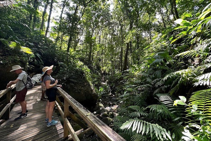 A wooden bridge in a forested area with dense foliage and a stream below. 2