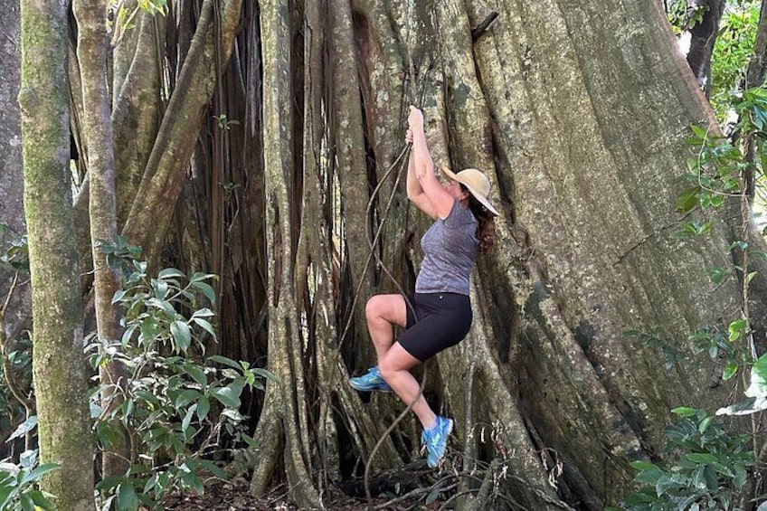 A person climbing a tree with thick roots. 1
