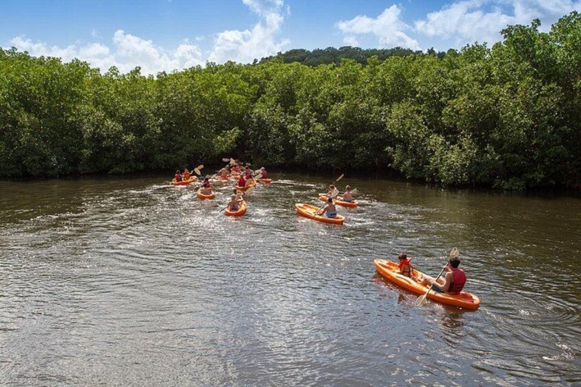 Mangrove Kayaking 1