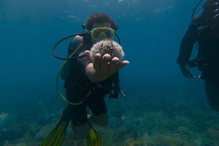 Rincón Shore Dive | No Boat, No Seasickness | Expert Guides 2