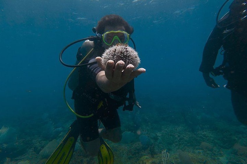 Rincón Shore Dive | No Boat, No Seasickness | Expert Guides 2