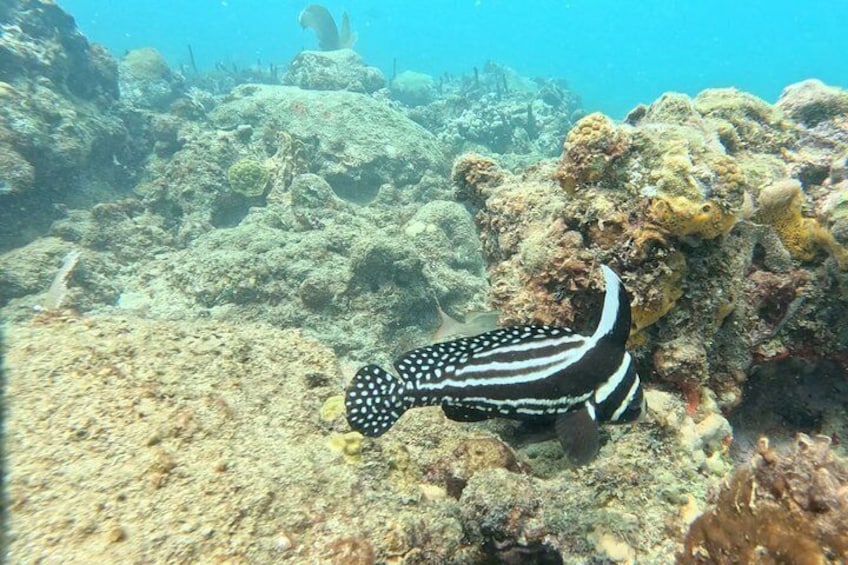 Rincón Shore Dive | No Boat, No Seasickness | Expert Guides 3
