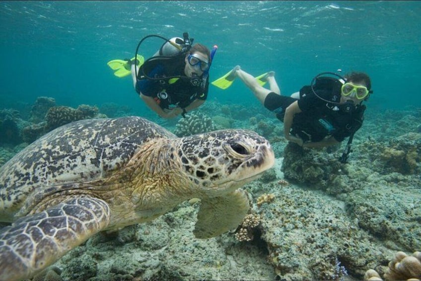 Rincón Shore Dive | No Boat, No Seasickness | Expert Guides 1