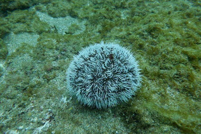 Rincón Shore Dive | No Boat, No Seasickness | Expert Guides 4
