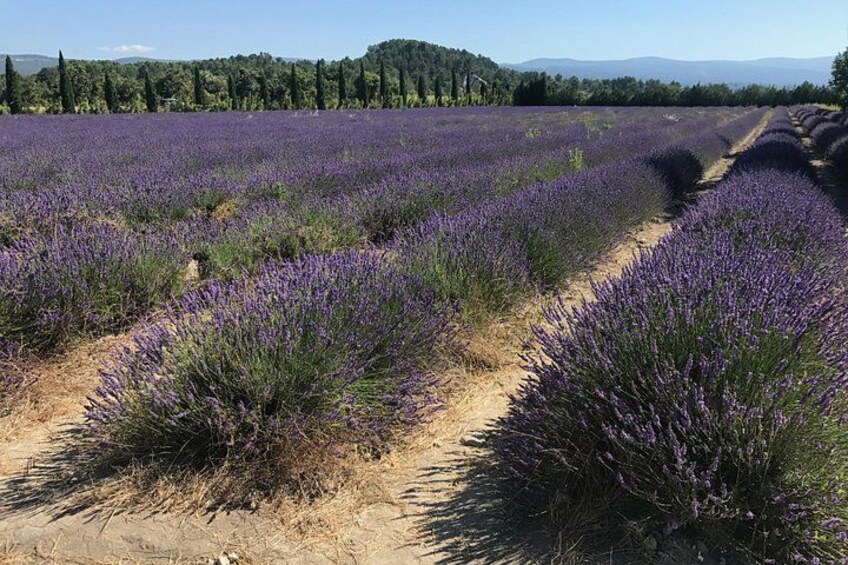 Un campo de lavanda con hileras de plantas de lavanda. 1