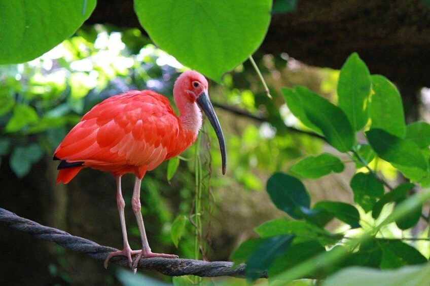 The Scarlet Ibis - Caroni Swamp Tour 5