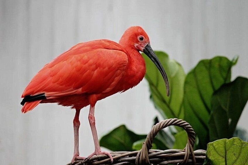 The Scarlet Ibis - Caroni Swamp Tour 2